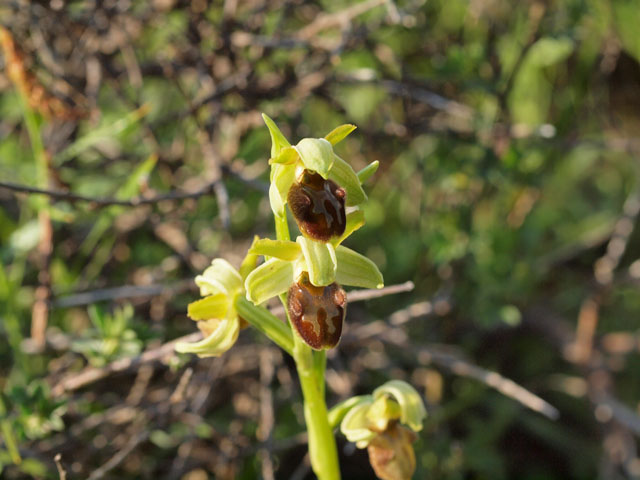 ophrys incubacea sobsp brutia?